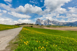 Alpe di Siusi - Seiser Alm, blooming meadows in spring with Sassolungo / Langkofel and the Sassopiatto / Plattkofel in the background, Dolomites, Kastelruth, South Tyrol, Italy Alpe di Siusi - Seiser Alm, blooming meadows in spring with Sassolungo / Langkofel and the Sassopiatto / Plattkofel in the background, Dolomites, Kastelruth, South Tyrol, Italy